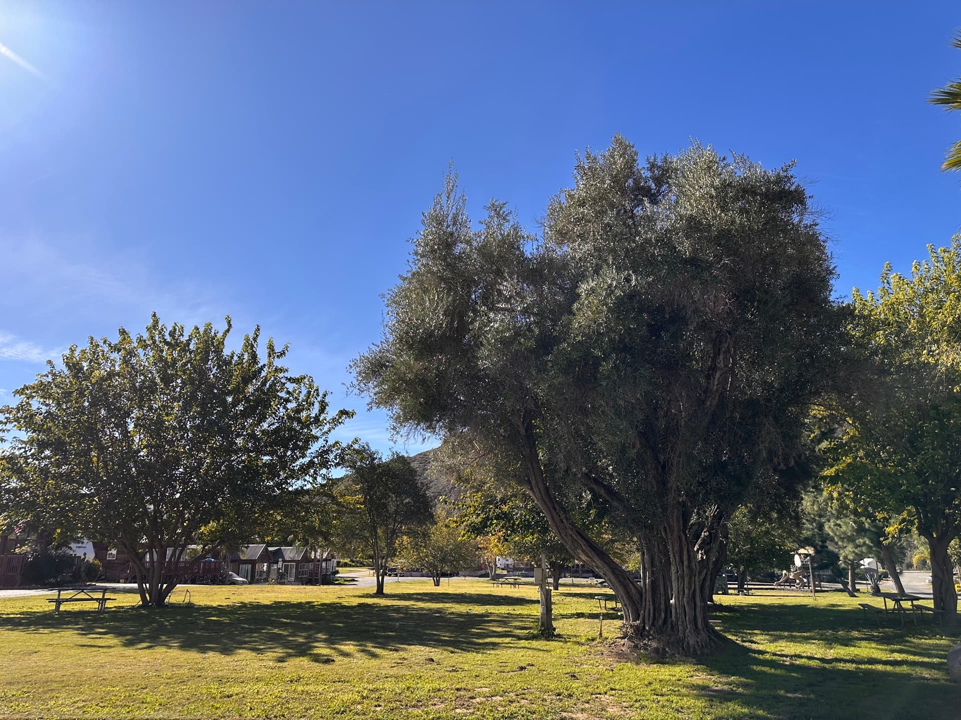 Green lawn and mature trees at Rancho Corrido Pauma Valley CA